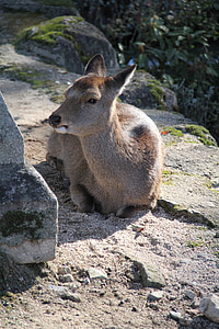 ciervo, Miyajima, Japón