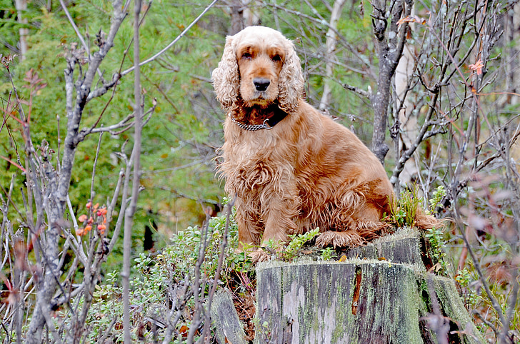 pies, Cocker, Cocker spaniel, Natura, ładny, szczeniak