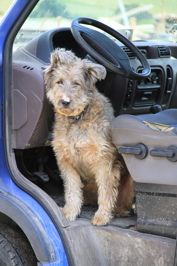 dog, auto, animal, steering wheel