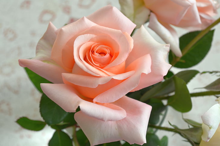Роза, красота, Пролет, розово, флорални, цвете, Блосъм