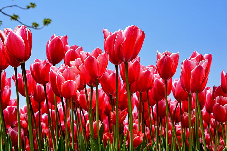 tulips, park, red, plant, nature, flower, spring