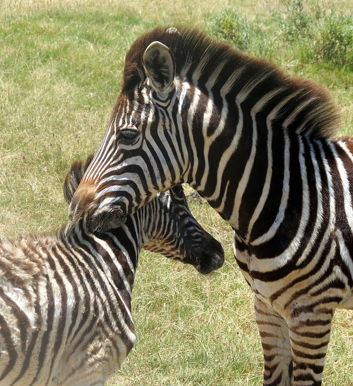 Zebras, dyr, pattedyr, Sydafrika, natur