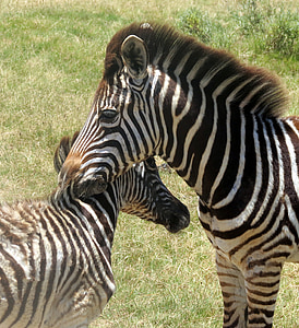 зебры, животное, млекопитающее, Южная Африка, Природа