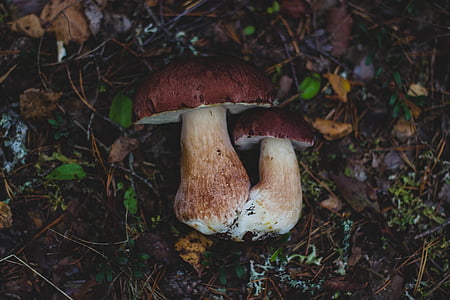 fungus, mushrooms, outdoors, plant, toadstools, nature, forest