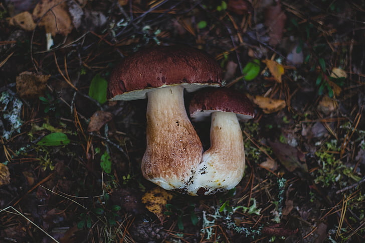 two, brown, mushrooms, mushroom, fungus, food, outdoor