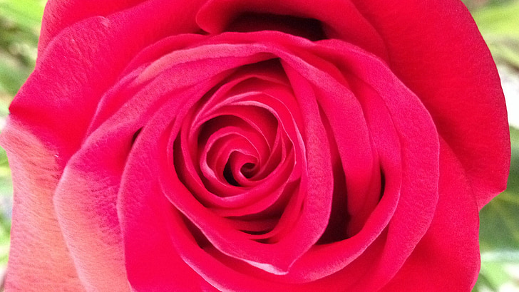kvet, Rosa, kvety, ruže, ružový kvet, červená ruža, červená