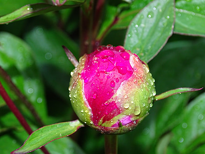 Pioni, vaaleanpunainen, Helluntain rosengewächs, Sulje, Luonto, kasvi, lehti