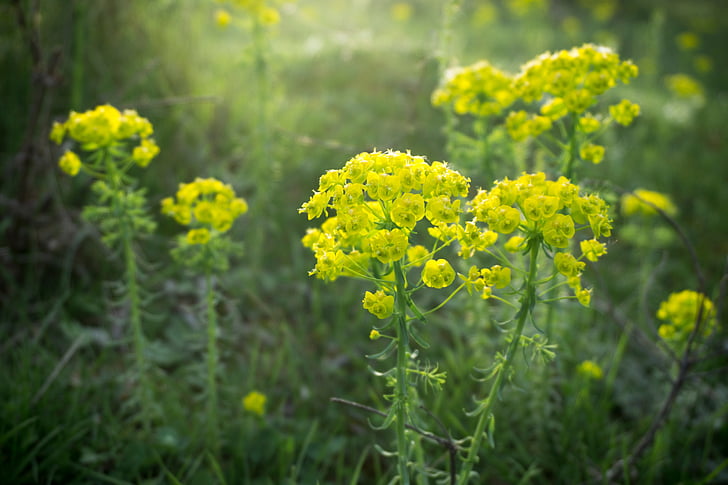 green, flowers, shallow, capture, photography, daytime, yellow