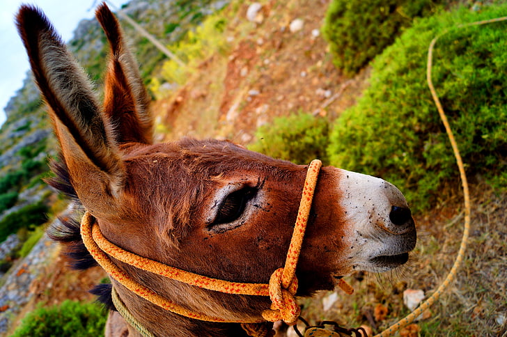 friend, donkey, peace, no people, one animal, outdoors, close-up
