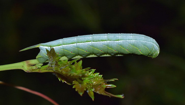 Caterpillar, larven, stroken sphinx nachtvlinder caterpillar, stroken sphinx caterpillar, insect, bug, groen