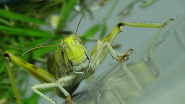 grasshopper, desert locust, migratory locust, grasshoppers, locust breeding, insect, animal