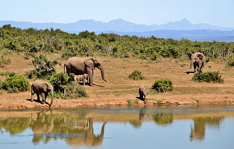 Африка, животни, слонове, гора, езеро, бозайници, природата