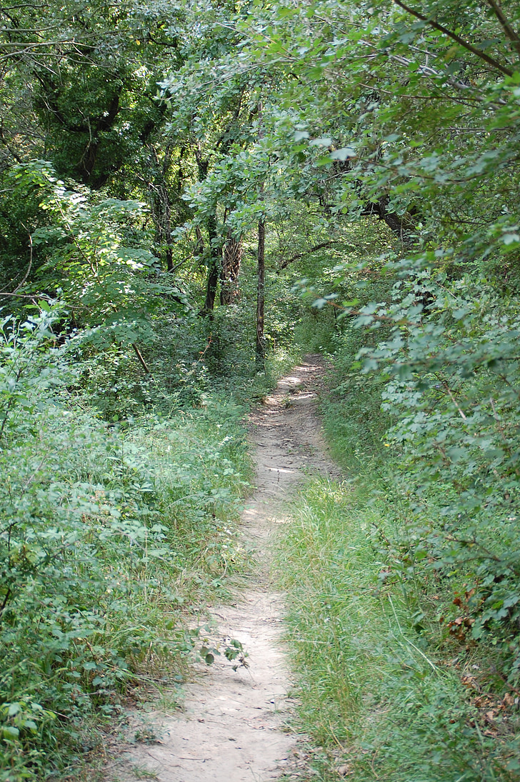 chemin d’accès, nature, promenade