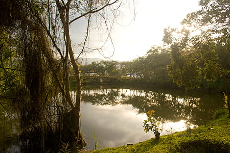 jezero, Kolumbija, krajolik, šuma, priroda, drvo, na otvorenom