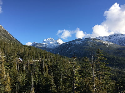 Kanāda, kalni, ainava, meža, sniega, mūžzaļie koki, priede