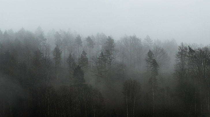 Les, mlha, počasí, strom, chlad, podzim, Zimní