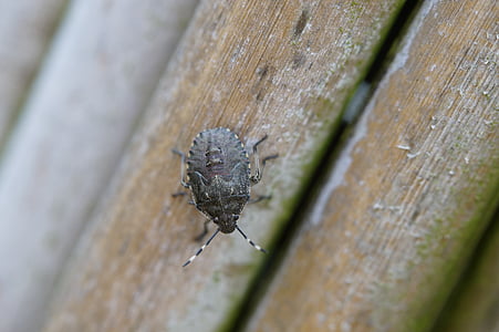 bug, insect, beetle, macro, close, crawl, animal