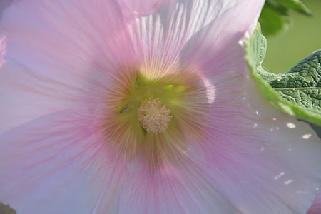 pink flower, garden, nature, spring, flowering