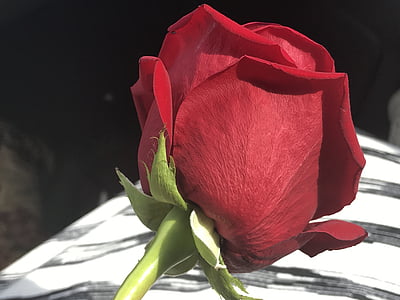 red rose, single, flower, blossom, romance, floral, petal