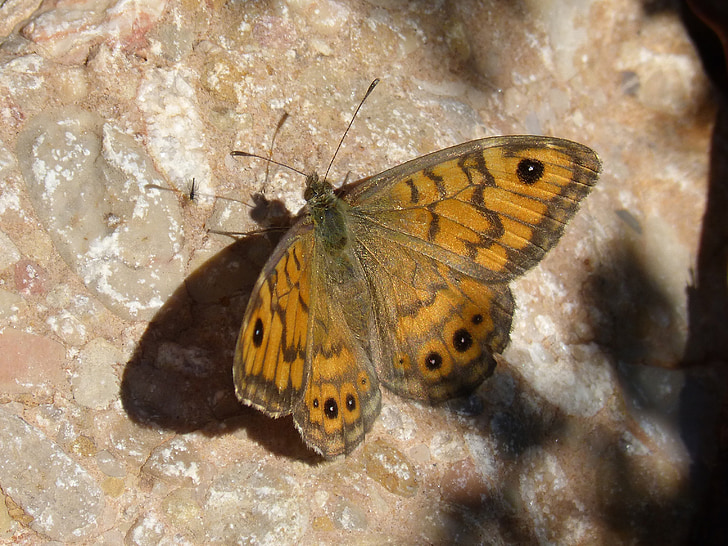蝴蝶, 岩石, 详细, saltacercas, margenera, 桔黄色的蝴蝶