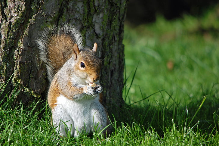 veverica, jedo oreh, narave, živali, prosto živeče živali, srčkano, jedo