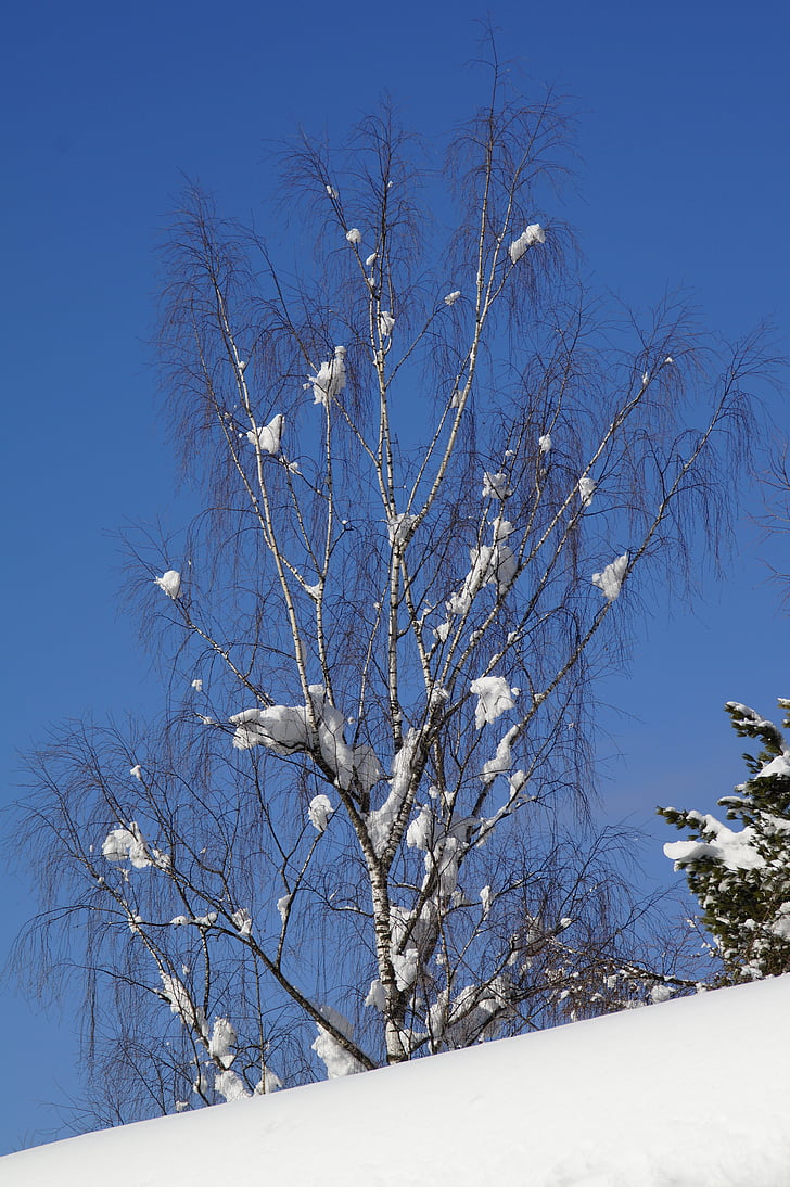 birch, snow, snowy, blue, winter, sky, tree