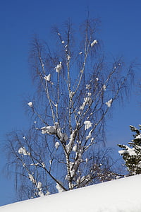 brzoza, śnieg, snowy, niebieski, zimowe, niebo, drzewo
