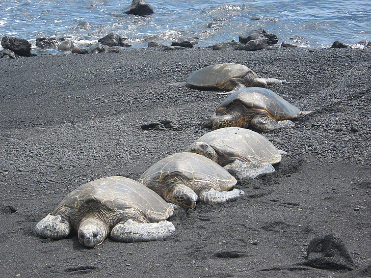 tortugues, animals, Hawaii, iland gran, Mar, platja, natura