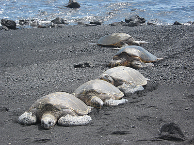 tortugas, animales, Hawaii, Isla grande, mar, Playa, naturaleza