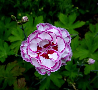 Gran's yêu thích, Hoa cẩm chướng, tẩm màu trắng hoa cẩm chướng, dianthus, Hoa, Hoa, thực vật