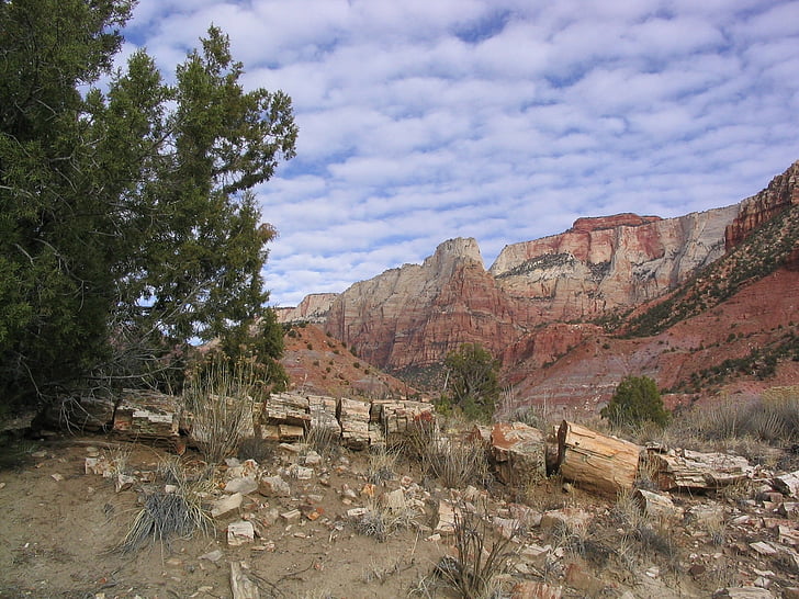troncos petrificados, roca, piedra, naturaleza, paisaje, Scenic, desierto