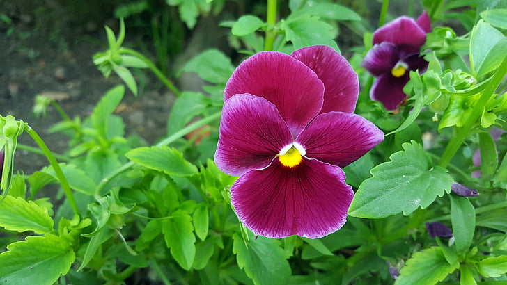 Pansy, Pansy kvet, Viola tricolor, červené pansy, sirôtky, Záhradné pansy, kvet pansy