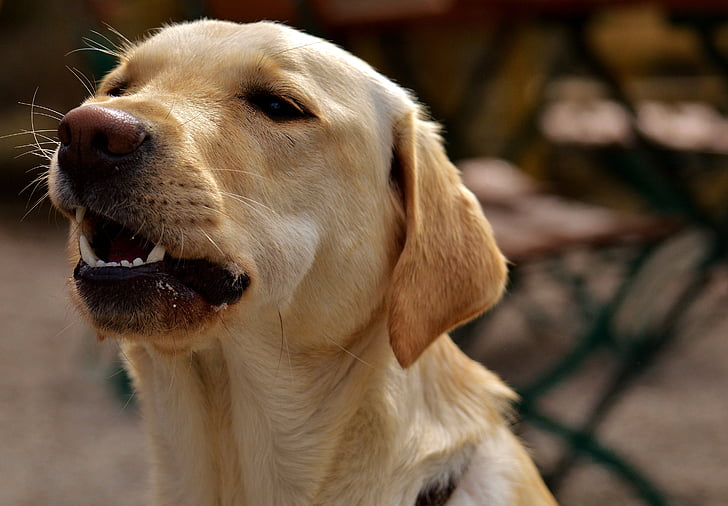 Labrador, suns, PET, spalva, dārgais, portrets, jauks