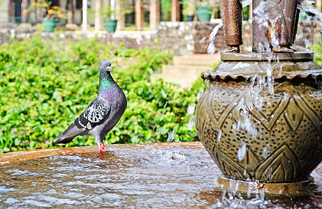 pigeon, water, thirsty, bird, fountain, palace, sri lanka