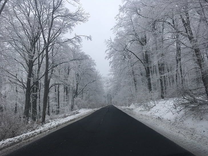 winter, snelweg, wegomstandigheden, weer, bos, Forest road, vervoer