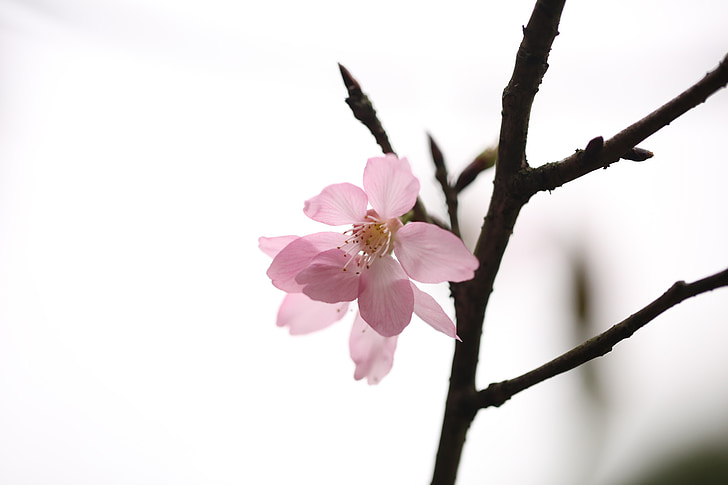 flower, plant, spring, nature, pink, cherry