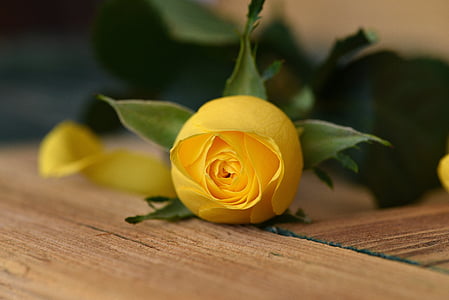 Róża, kwiat, kwiat, Bloom, ZAMKNIĘTA, żółty, Żółty kwiat