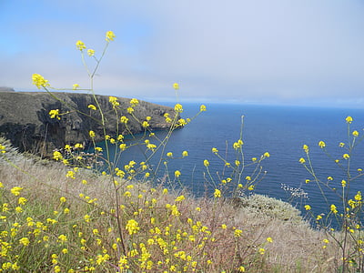 Normanské ostrovy národného parku, útesy, Ocean, žltý kvet, more, Príroda, letné