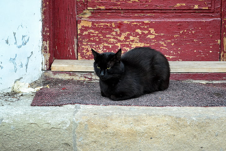 katten, svart, dyr, kjæledyr, feline, svart katt, innenlandske
