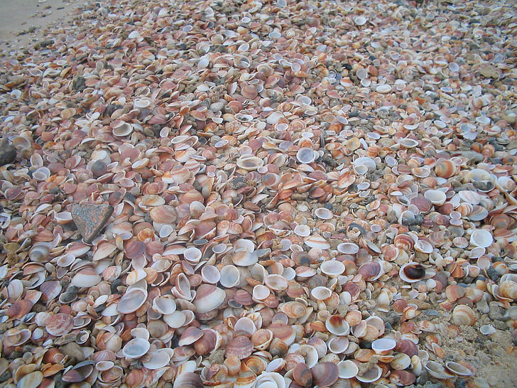shells, texture, brown, beige, background