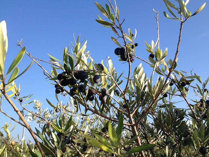 olivkvist, svart, Provence, naturen, frukt, träd, gren