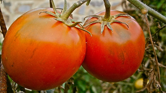 puu, tomat, taimne, loodus, köögiviljad, toidu, punane