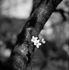 Švestkové květy, černá a bílá, rozmazané pozadí, světlo, černá, BlackWhite, rozostření