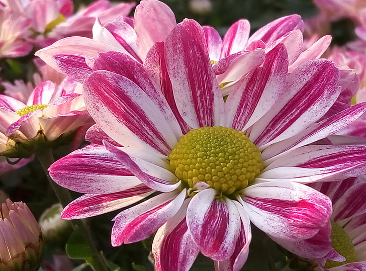 Chrysanthemum, Daisy, kosmos
