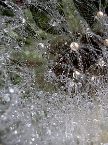 dandelion, drops, dew, plant, wet, nature, spider Web