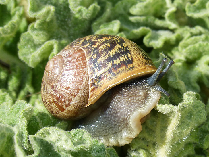 snail, gastropod, molluscum, shell, cargol bover