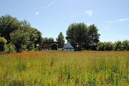 denmark, field of poppies, poppy, field, klatschmohn, thriving mohnfeld, nature