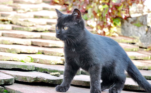 Bebek kedi yavrusu, siyah, keşif, oyunu, yerli kedi, hayvan, Evcil hayvan