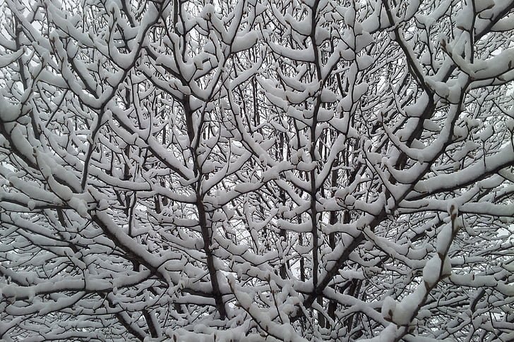 snowy tree, snow, winter, tree, cold