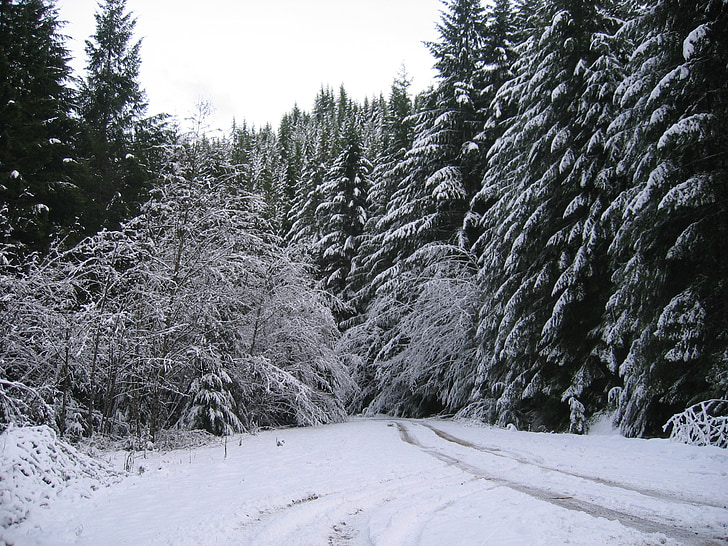 erdő, Oregon, hó, téli táj, út
